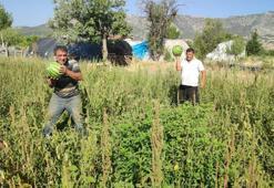 Malını satamadı, vatandaşa yaradı! Tarladan kendi toplayana karpuz bedava