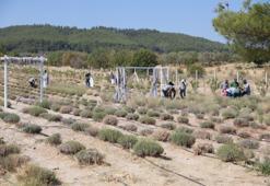 Geç hasat başladı! Üreticilere örnek oluyor