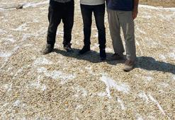 Kabak çekirdeği hasadı başladı! Faydaları saymakla bitmiyor