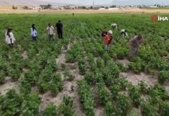 Çiftçiye yüzde 75'i hibe verildi: Ağrı'da dekar başına 290 kilo üretime ulaştılar
