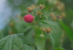 Türkiye'nin ahududu cenneti yok olma tehlikesiyle karşı karşıya: Üretim yüzde 70 düştü!