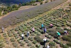 Artvinli kadınlardan örnek proje! 40 dönüm araziye ektiler, gelir kapıları oldu