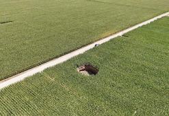 Karaman'da tarlasına giden üretici gözlerine inanamadı! 15 metre genişliğinde 5 metre derinliğinde