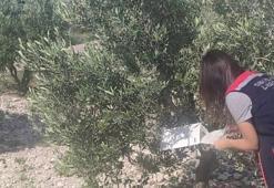 Aydın'da devreye alındı! Ekipler tarlada keşfe çıktı