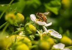 Üretiminin yüzde 85'i Bursa'da yapılıyor! Fiyatı 150 lira ama ciddi bir tehlikesi var