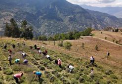 Kadın kooperatifinden lavanta hasadı! Doğal ürün üretimi başladı
