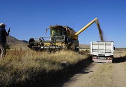 Gümüşhane'de şifa kaynağı ürünün hasadı başladı! 'Ne kadar yersen ye obez olmazsın'