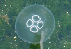 Bursa'da kabus bitmiyor! Körfezin her yerini sardı