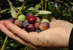 Rekolte nedir? Latince kökenli rekolte kelimesinin anlamı