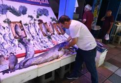 Eskişehir'deki dev yayın balığı görenleri hayrete düşürdü! 'Canavar gibi'