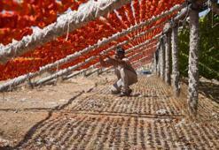 Gastronominin başkenti kırmızı ve yeşile büründü, uzaktan görenler şaşırıyor! Fiyatları 150 ile 200 TL arasında değişiyor