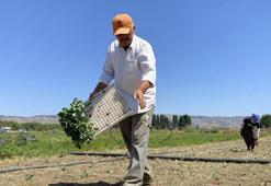 Kuraklık ve maliyet çiftçinin belini büküyor! Tarlada 10 lira, pazarda ve markette ise 30-40 lira