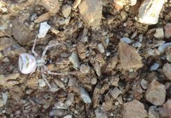 Yalova'da 'insan yüzlü örümcek' ortaya çıktı! Görenler hayrete düştü