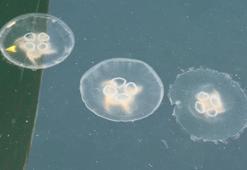 Müsilaj bitti bu kez denizanası kabusu başladı