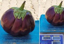 Erzincanlı çiftçi görünce gözlerine inanamadı! Yetiştirdiği sebze karpuz büyüklüğünde