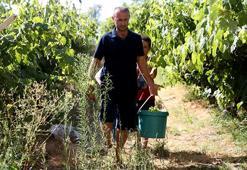 Dünyanın en narin meyvesi: Karabük'te hasat başladı, kilosu 150 lira!