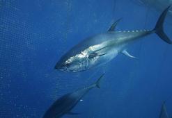 Türkiye yakalıyor, dünya bayılıyor: Japonya ve Güney Kore ilk sırada! Yüzde 245 artışla 130 milyon dolara çıktı