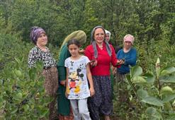 Aronya ve tıbbi bitkilerle yeni bir dönem başlıyor! Akçaabat'tan dünyaya açılıyor