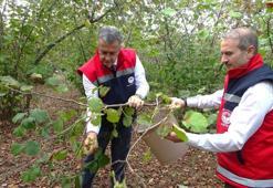 Samsun'da zirai don, fındık rekoltesini düşürdü