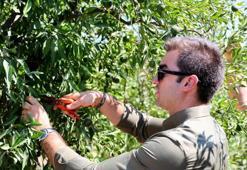 Bodrum'un en meşhur meyvesi vatandaşla buluşuyor! Kilogramı 110 liradan satılıyor