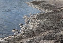 Tekirdağ'da şoke eden görüntü! Oksijen azaldı, hepsi kıyıya vurdu