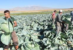 Niğde'de hasat başladı, yüzler gülüyor! Tarlada kilosu 10 TL'den satılıyor!
