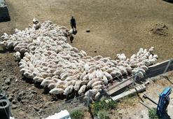 Kayseri'de hasadı başladı: 400 koyundan tonlarca elde ediyorlar!