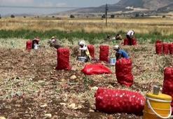 Gaziantep'te soğanın hasadı devam ediyor! Tarla ve market fiyatı arasında uçurum var