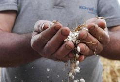 Antalya piyazının olmazsa olmazı! Çandır fasulyesi için coğrafi işaret başvurusu