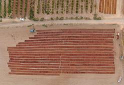 Manisa'da üzüm mesaisi! Tarlalar UTV’lerle korunuyor!