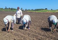 Bafra Ovası'na kışlık fideler edildi! Çiftçiye yüzde 75 destek verildi