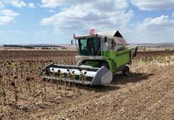 Çukurova'da limon alarmı: İhracat kısıtlaması üreticiyi vurdu!