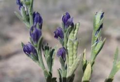 Konya’daki bir ilçede 28 yıl önce görüldü! Hiçbir cinse benzemiyor
