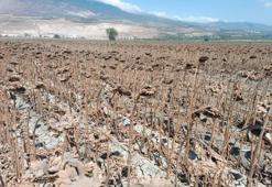 Hatay'da hasat başladı: Ayçiçeği için kontroller devam ediyor