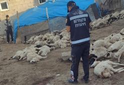 Van’da köylüler sabah görür görmez dehşete düştü: 111 tanesi ölü bulundu