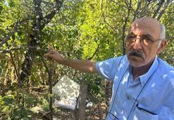 Eskişehir'de görenler hayrete düşüyor! Ağustos'un sonunda çiçek açtı