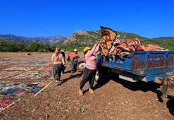 Bu hasat başka: Antalya ürün değil halılar toplanıyor