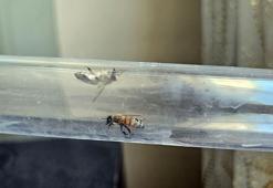 Bu düzenek görenleri şaşırtıyor! 15. katta bal üretiyor