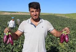 Kızılırmak kıyısından sofralara ulaşan o eşsiz lezzette hasat başladı: Rekolte düştü fiyatlar tavan yaptı!