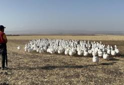 İstanbul'u terk edip Kars'taki köyüne yerleşti! Ticarete 500 tane ile başladı sayısı bin 400'e çıktı