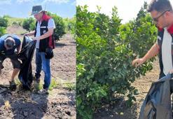 Adana'da harekete geçildi: Meyve sineği için toplandı