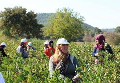 Bu bitkiyi yetiştiren senesinde ev, araba alıyor! Kilosu 1.000 TL'den satılıyor: İlk hasat haberi Çanakkale'den geldi