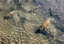 İznik'te şaşırtan keşif! Sular çekildi, bilinmeyen tarih ortaya çıktı