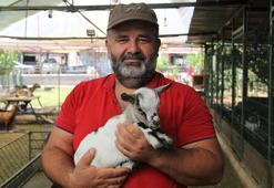 Poşeti başına geçirdi, diğer keçilere dünyayı dar etti! Cüce keçinin ilginç oyunu gülümsetti