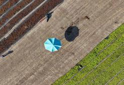 Manisalı çiftçiler gün doğumuyla mesaiye başlıyor! Gündüz hasat ve sergi, gece ise kuru üzüm nöbeti