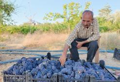 Bu meyvenin geçmişi Urartulara dayanıyor, adını duyan çok az! Kilosu 50 ila 80 TL arasında satılıyor