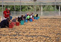 Üreticiler incirlerini kurutmaya başladı! Çiftçilerin en büyük sıkıntısı hırsızlar