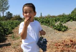 Erzincan'ın Cimin üzümü hastalıklara şifa! Faydaları saymakla bitmiyor.