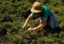 Gümüşhane'de kanser düşmanı olarak bilinen o bitkinin hasadı başladı: 2 bin metrede yetişiyor, dikenleri yok, tadı muhteşem!
