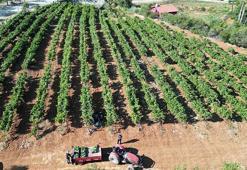 Isparta'da devletin hibe desteğiyle kurulan bahçelerde hasat başladı! Gençler iş sahibi oldu tersine göç başladı